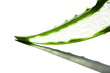 Close-up of Aloe Vera Leaf on White Background