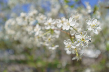 Poster - Cherry blossoms in spring. Natural floral background.