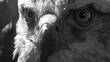   Close-up image of an eagle's face in black and white