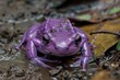 bizarre purple frog burrowing in wet soil western ghats wildlife photography