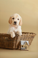 Wall Mural - dog puppy golden retriever on a beige background in a wooden box