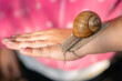 A grape snail crawls along a child's hand