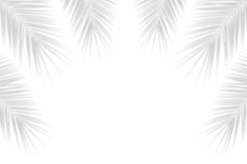 Wall Mural - palm branches shadow on transparent background. realistic coconut palm leaf shadow. transparent shad