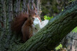 Red squirrel sitting in the branch fork eating a white mushroom