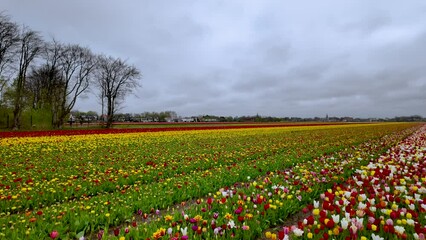 Sticker - Bright color Tulip flowers in the flower field in The Netherlands.