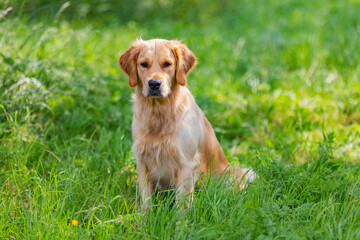 Wall Mural - Portrait from golden retriever dog