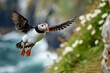 Migratory Atlantic puffins birds. Wild seabirds with orange beak sitting in water. Generate ai
