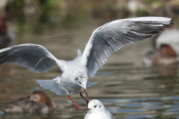 Canvas Print - black headed gull in a seashore