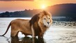 portrait of a lion standing in water at sunset