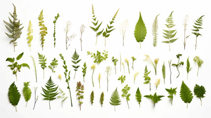 Wall Mural - green fern garden with moss-covered rocks and soil, isolated on white background.