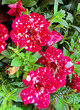 Petunia Surprise Flowers - Sparkling Red. Outdoor garden and balcony annual red petunia sparkling petunia with white spots.