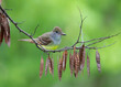 great crested flycatcher in redbud tree