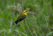 blue winged warbler on reed