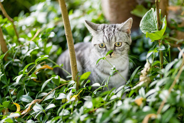 Wall Mural - Young playful British shorthair silver tabby cat relaxing in the backyard. Gorgeous blue-gray cat with yellow eyes having fun outdoors in a garden or a back yard.