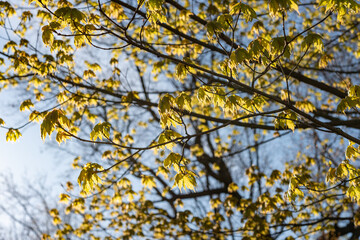 Canvas Print - young maple leaves with some backlight on a blue sky in the park