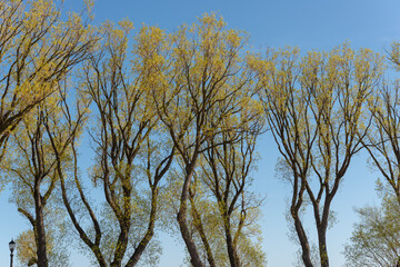 boardwalk lamp and willow trees (salix) in spring by the lake