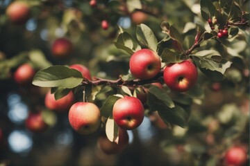 'apple tree red sunlight ripe natural delicious autumn sweet view organic seasonal leaf farm sun season healthy twig garden group colours fall growth text plant outdoors refreshment fruit fresh space'