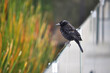 Female trile bird perched on railing