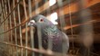 The homing pigeon is a variety of domesticated Rock Pigeon (Columba livia domestica) that has been selectively bred