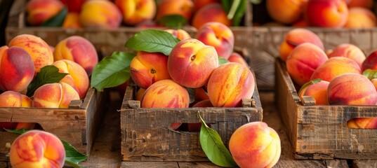 Wall Mural - Sunlit orchard warehouse  fresh ripe peaches in wooden crates, embracing a summery fruit vibe