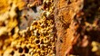 Close up of propolis on hive walls, detailed texture, natural bee glue, health product 