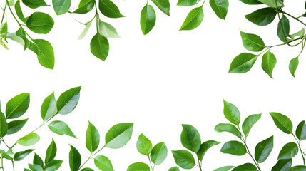 Wall Mural - Green leaves Plant isolated white background