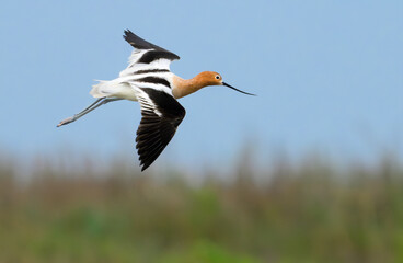 Wall Mural - American avocet (Recurvirostra americana) flying over wetlands during spring migration, Galveston, texas, USA.