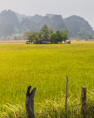 Wall Mural - Trees in the middle of a yellow rice field