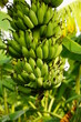 © Nguyen Thi Nhu Quynh - Close-up of banana on the tree