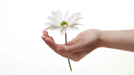 Wall Mural - flower on hand isolated white background