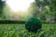 green grass ball, a healthy ecology to a new generation. Healthy ecology of the planet Earth. A healthy future for our generation. green glass background. Save the world.	

