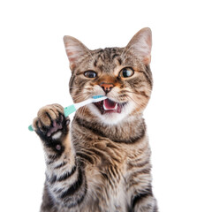 Wall Mural - Cat holding toothbrush with his mouth on transparency background PNG
