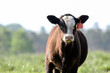 Black baldy calf with spring bokeh background
