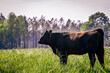 Single Angus heifer calf in lush spring pasture