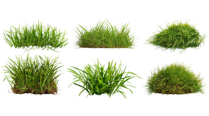 set of grass on tranparent background isolated png