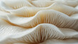 © Anek - Abstract background of white mushroom gills. Closeup photo for design, dark and melancholic music video. photorealistic, high resolution, composition