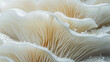 © Anek - Abstract background of white mushroom gills. Closeup photo for design, dark and melancholic music video. photorealistic, high resolution, composition