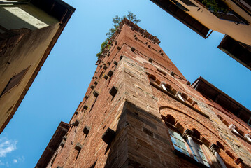 Canvas Print - Guinigi Tower - Lucca - Italy