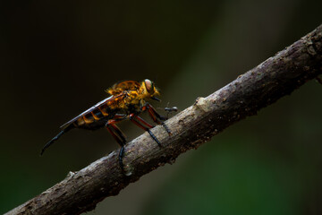 Wall Mural - Black-stripped yellow robber fly or often called tiger robber fly in indonesia from the family asilidae, perching on a branch, natural bokeh background