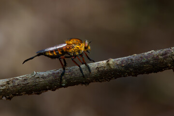 Wall Mural - Black-stripped yellow robber fly or often called tiger robber fly in indonesia from the family asilidae, perching on a branch, natural bokeh background