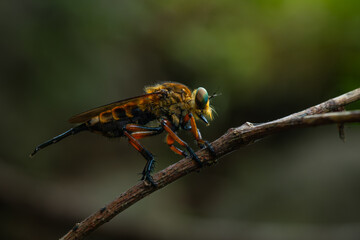Wall Mural - Black-stripped yellow robber fly or often called tiger robber fly in indonesia from the family asilidae, perching on a branch, natural bokeh background