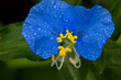 A blue whitemouth dayflower (Commelina erecta) in bloom with dewdrops close up with blurred background.