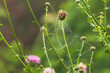 Dewy Spiderweb on Texas Purple Thistle (Cirsium texanum) with Soft Background.