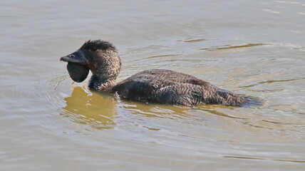 Poster - Duck floating in the water