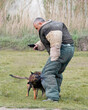 training of belgian shepherd