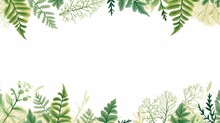 A Delicate And Detailed Botanical Illustration Of Various Ferns And Foliage In A Horizontal Arrangement On A White Background.