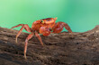 Lepidothelphusa menneri on wood, Indonesian new crab (three color) closeup, Lepidothelphusa menneri crab 