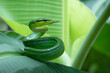 Gonyosoma snake on green leaves, Head of Gonyosoma snake, Green gonyosoma snake looking around 