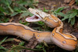 Orange Glow Motley Reticulated Python (Malayopython reticulatus), Reticulatus python snake, Reticulatus python ready to attack