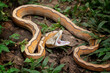 Orange Glow Motley Reticulated Python (Malayopython reticulatus), Reticulatus python snake, Reticulatus python ready to attack